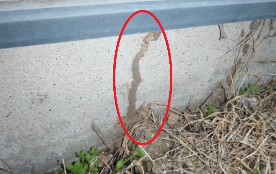 シロアリが作った蟻道の写真